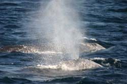 Whale Spout Zolna Yachts