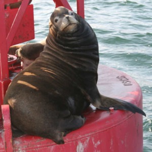 Harbor Cruise Seal Red Buoy