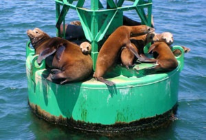 Harbor Cruise Seals Green Buoy