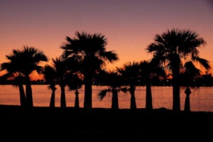 Sunset Cruise Palm Tree