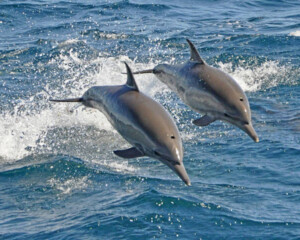 Dolphins Marine Life Cruise